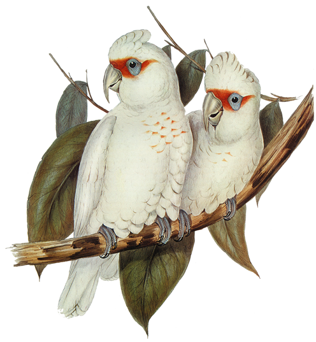 Illustration of two white birds sitting on a branch together