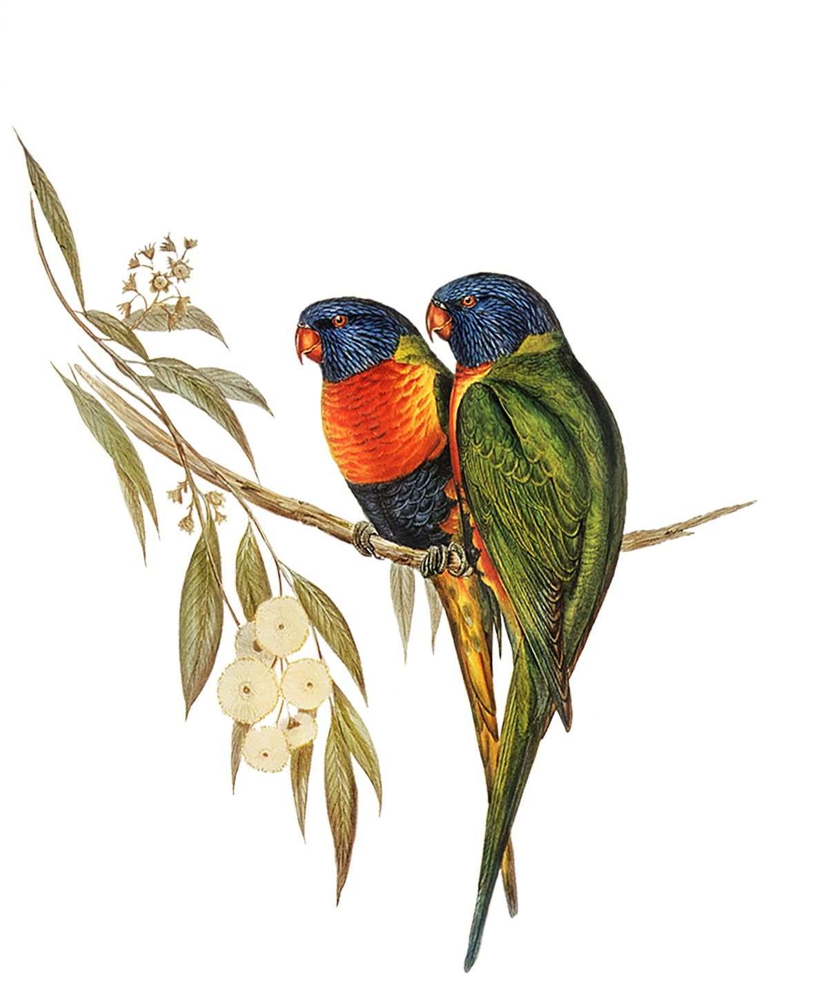 Illustration of two colorful birds sitting on a branch