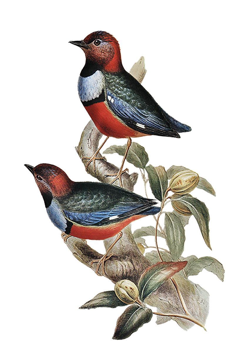 Illustration of two red and blue birds on a branch